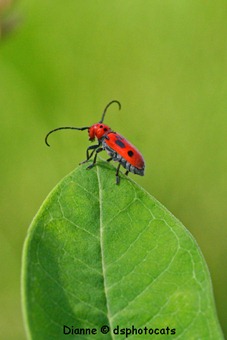 IMG_1923 Little Red Bug