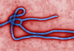 Ebola