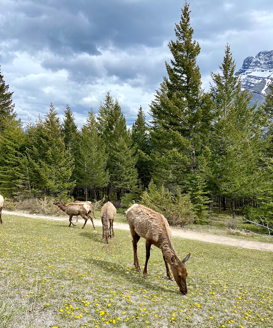 Banff National Park is stunning and worthy of Instagram