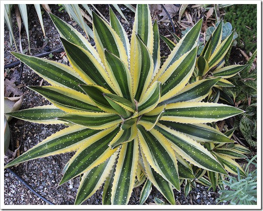 110519_hail_damage_agave_lophanta_quadricolor_01