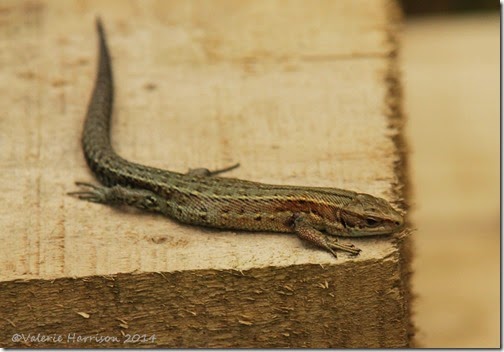21-common-lizard
