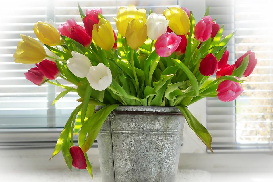 Growing tulips in pots is an easy way to add a beautiful touch to your patio, or front entryway with beautiful flowers early in the growing season. Tulips can be planted any time from early autumn to early winter.