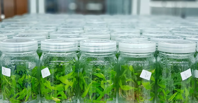 Micropropagación: Proliferación de yemas Axilares.