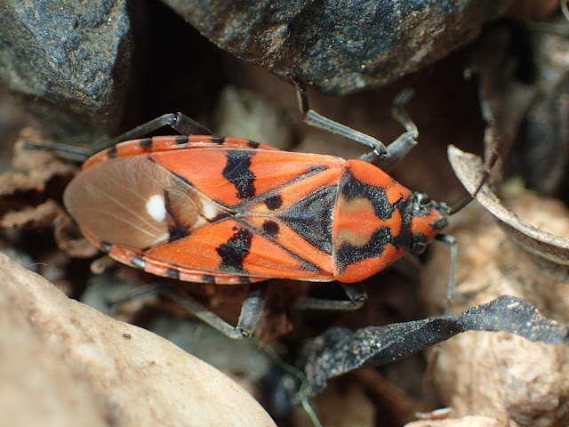 Spilostethus pandurus