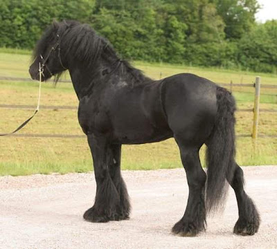 world's beautiful black horses breeds