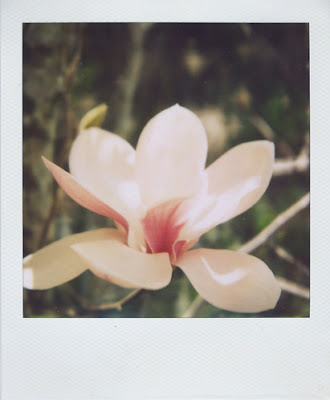 Erin Curry polaroid Japanese Magnolia