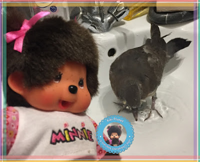 Diana la Monchhichi et Colombine le bébé pigeon - pigeonneau - oisillon