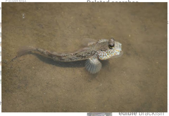 Brakish Water Fishes-Museum Specimens 