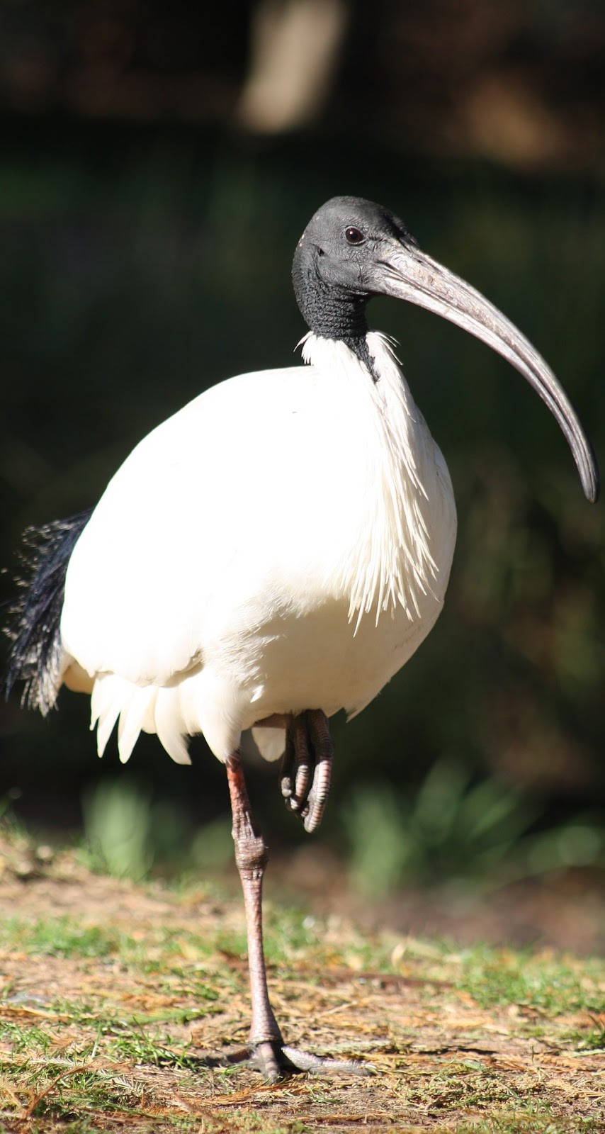 Picture of Australian white ibis.