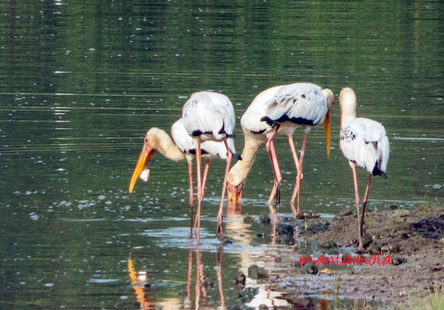 Milky storks