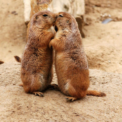 Marmot is Actor Seen On www.coolpicturegallery.us