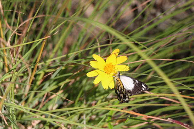 White Butterfly on a yellow daisy