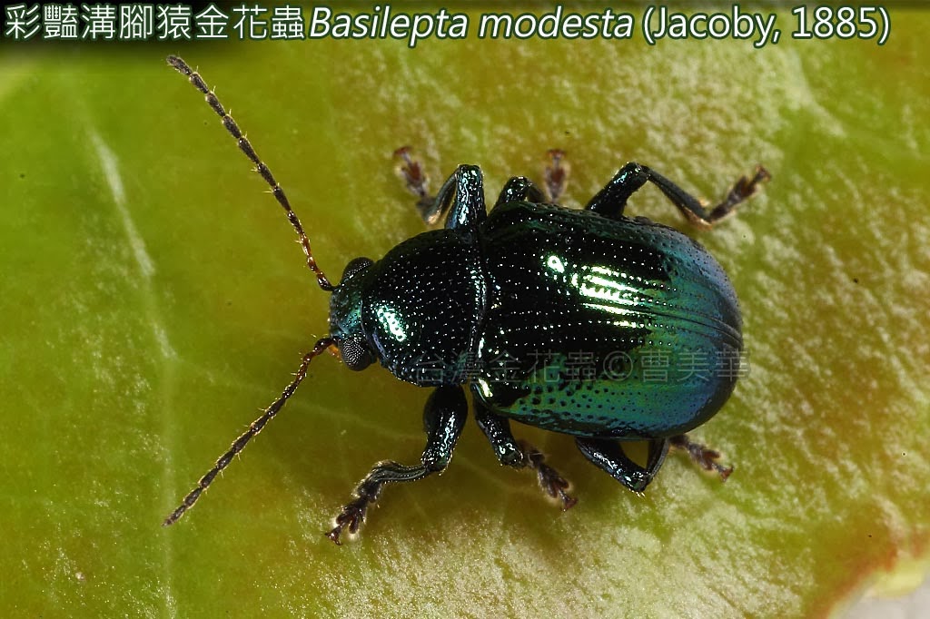 台灣的金花蟲taiwan Leaf Beetles 08 003 彩豔溝腳猿金花蟲