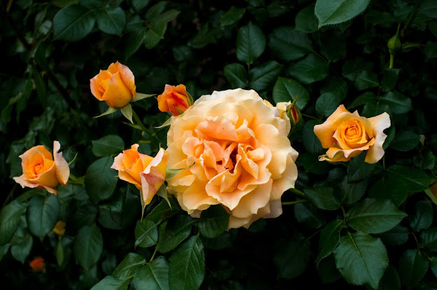 roseira florida amarela