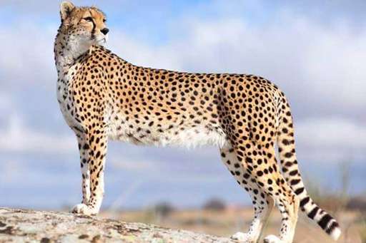 Ejemplar de guepardo (Acinonyx jubatus).