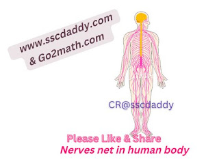 Nerves net is human body