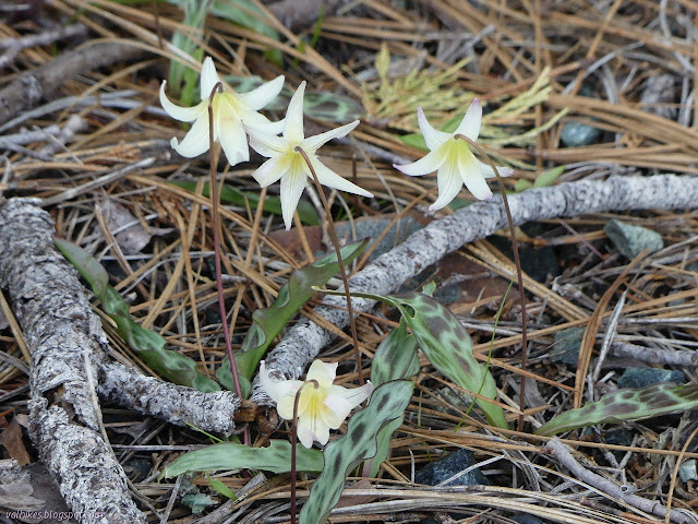 the backs of drooping white flowers