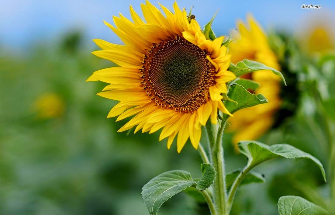 Bunga Matahari, Mari Mengenalnya Lebih Jauh! | Gambar Bunga