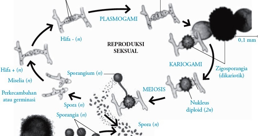 Zygomycotina Fungi Pengertian Ciri ciri Reproduksi 