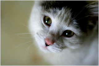 cat looking at owner