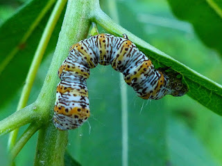 Alypie à huit points - Alypia octomaculata