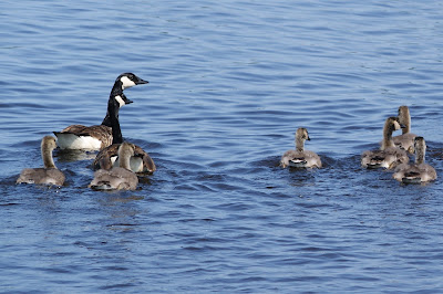 Grote Canadese Gans - Kanadeeske Goes - Branta canadensis