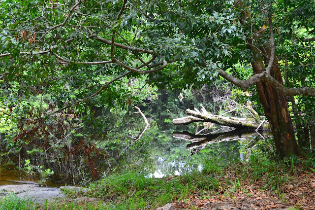 Guyane, crique Organabo, se baigner