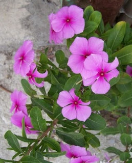 Catharanthus Roseus Flower