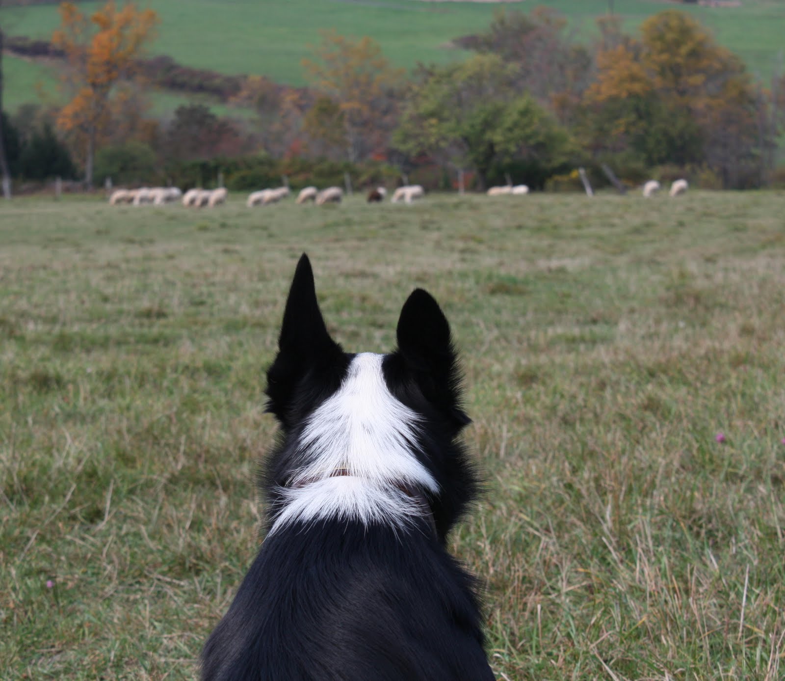 swift star farm blog