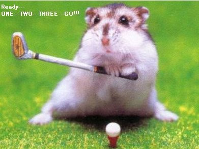 Funny animal picture:Athlete hamster 爆笑动物图片：运动健将