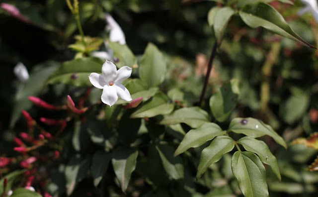 Jasminum Polyanthum Flowers