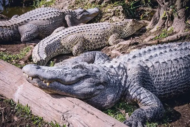 1. Best places to see alligators around Miami