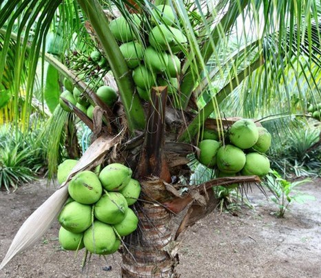bibit kelapa wulung hijau langsung pembudidaya Sumatra Utara