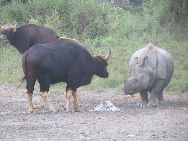 Jaldapara National Park rhino