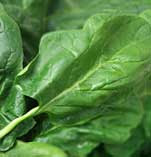 How Spinach Helps To Improve Eyesight