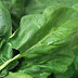 How Spinach Helps To Improve Eyesight