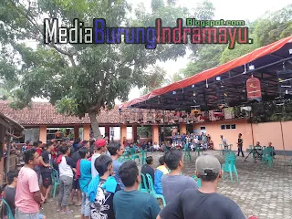 Lagi!! Kelas NERAKA, Kembali Menyita Perhatian para Pecinta Burung Indramayu