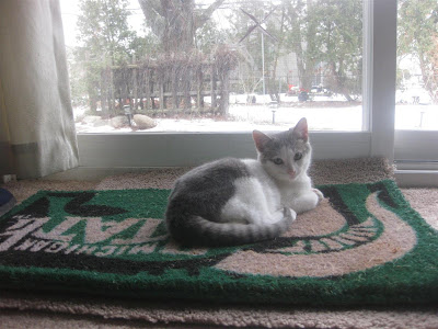 new kitten at his new home, barn cat, little