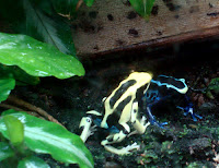 Poison Dart Frogs