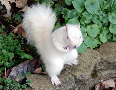 Beautiful White & Albino Animals Seen On lolpicturegallery.blogspot.com