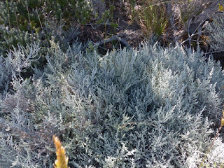 Stoebe passerinoides - Branle blanc