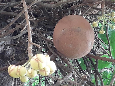 Naagalingam fruits