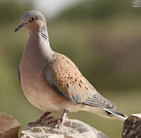 Tórtola europea. (Streptopelia turtur)