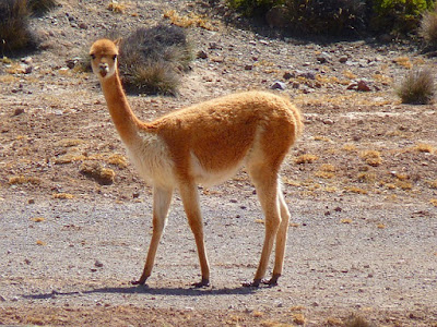 Llama facts and information