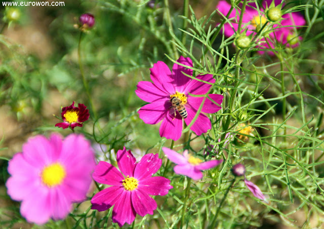 Abeja posada en flor cosmos