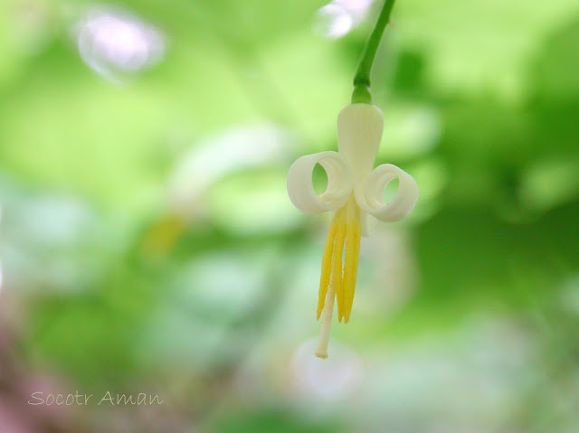 Alangium platanifolium