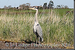 IMG_1994