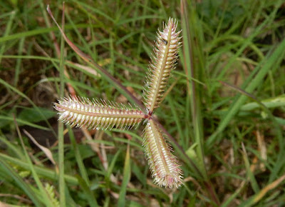 龍爪茅的花序