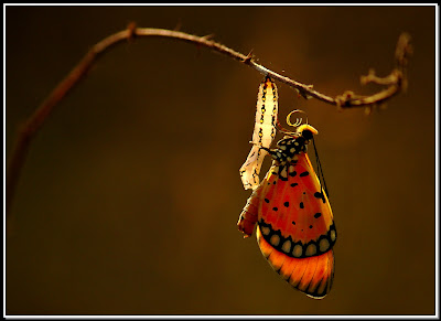 butterfly photography techniques