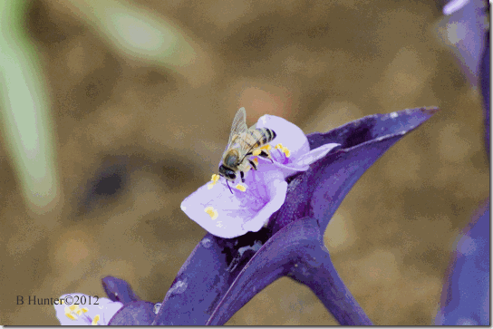 bee